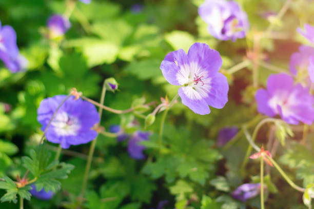 istock Flowers with purple petals 1287073913