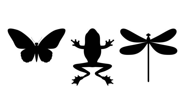 illustrations, cliparts, dessins animés et icônes de silhouette d’un papillon, grenouille, libellule. - reptile