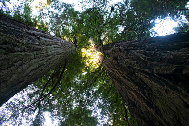 istock Two Redwoods in Lady Bird Johnson Grove 1287076027