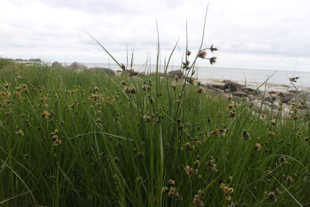 istock on fehmarn on the baltic sea 1287076623