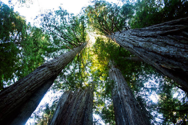 istock Lady Bird Johnson Grove, Redwoods, CA 1287076706