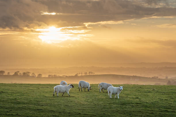 Sheep grazing in field on a hill under beautiful sunset
