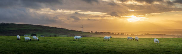 pecore che pascolano in campo su una collina sotto un bellissimo tramonto, in posizione panoramica - ireland landscape foto e immagini stock