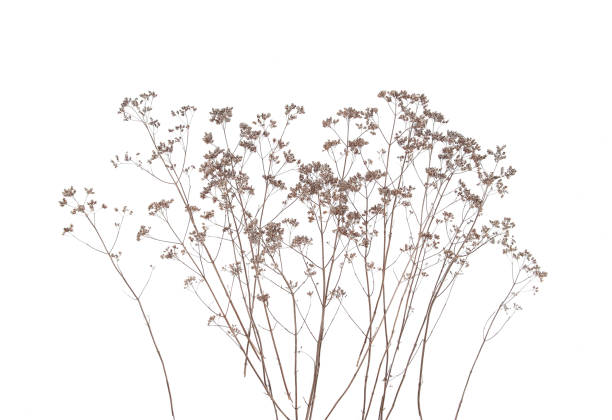 istock Dry field flowers isolated on white background. 1287078007