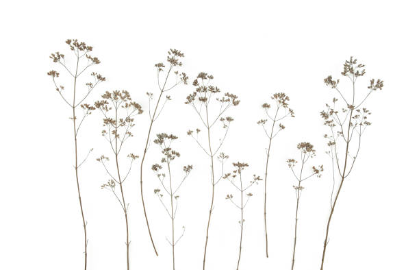 istock Dry field flowers isolated on white background. 1287078035