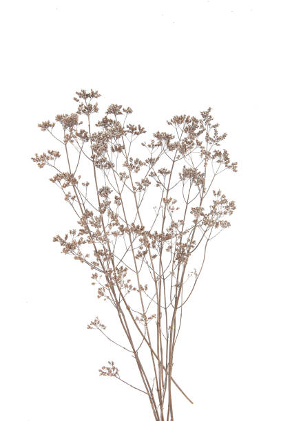 istock Dry field flowers isolated on white background. 1287078051