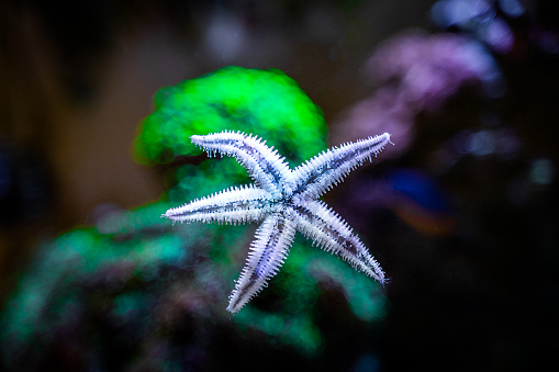 sand sifting starfish (archaster typicus) moving through the glass of a reef aquarium
