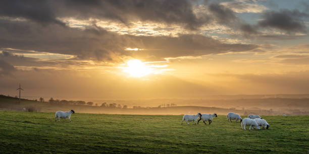 istock Sheep grazing in field on a hill under beautiful sunset, in panoramic 1287078212