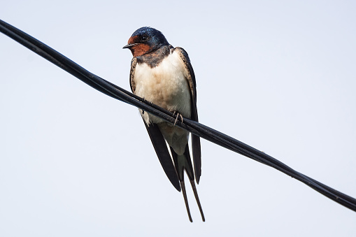 swallow on wire, bird on a electric wire