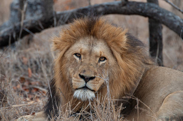 istock Mature Male Lion in the Wild 1287079471