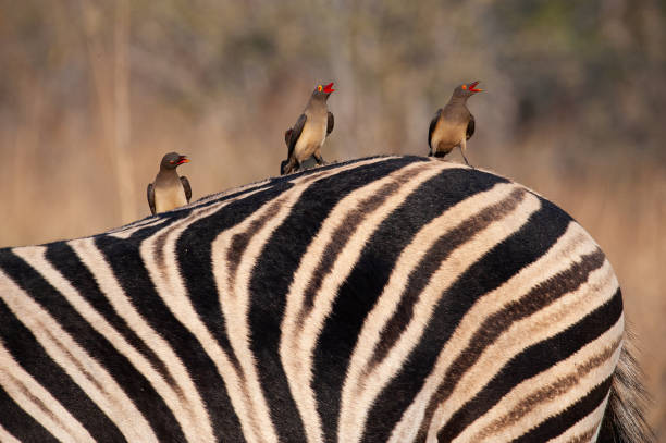 Red-Billed Oxpeckers on Zebra stock photo