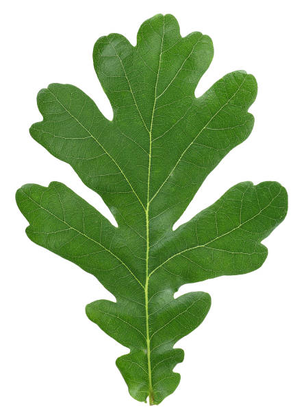 istock Green oak leaf isolated on a white background. Top view. 1287079748