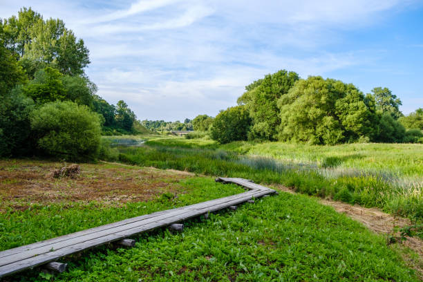 istock wooden boardwalk trail in green forest 1287080932