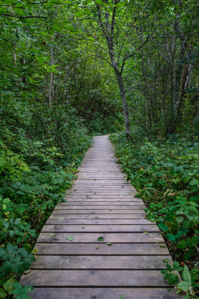 istock wooden boardwalk trail in green forest 1287080940
