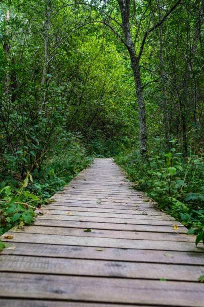 istock wooden boardwalk trail in green forest 1287080942