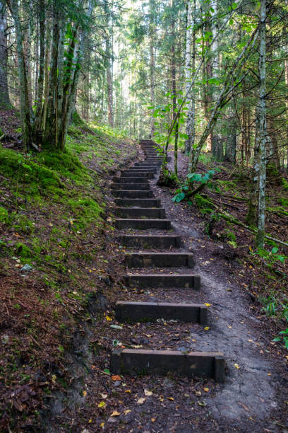 istock wooden boardwalk trail in green forest 1287080943