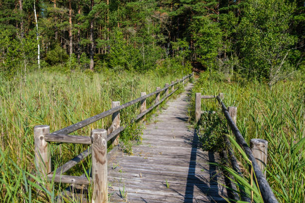 istock wooden boardwalk trail in green forest 1287080945