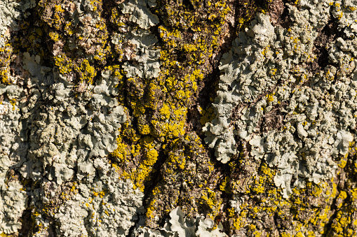 Detail of large tree bark texture background.
