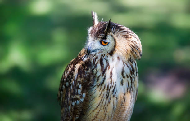 istock Profile Portrait of Male Eurasian Eagle-Owl 1287082072