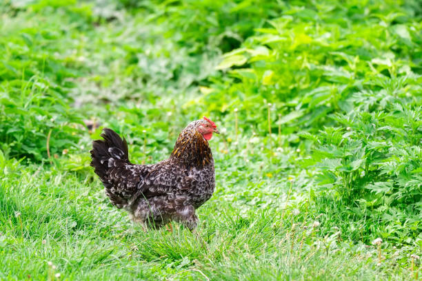 istock healthy chicken in the garden. 1287082122