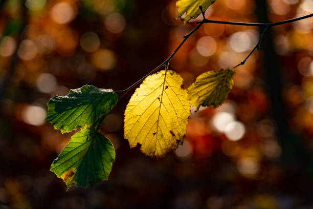 太陽に照らされた黄色い色のブナの葉と、ぼやけた赤茶色の背景の前の枝に2つのまだ緑色の葉 - leaf beech leaf green branch ストックフォトと画像