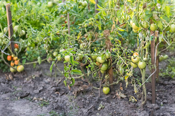 istock fresh tomatoes from your own garden 1287082436