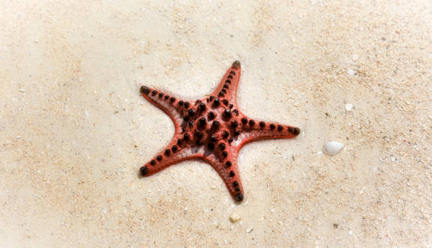 istock Horned Sea Star on a Beach in the Philippines 1287083089