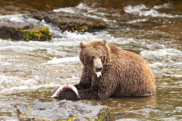 oso pardo pescando salmón en brooks falls en el parque nacional katmai, alaska, ee. uu. - brown bear alaska katmai national park animal fotografías e imágenes de stock
