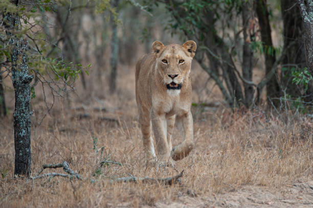 istock Female Lion on Safari 1287083188