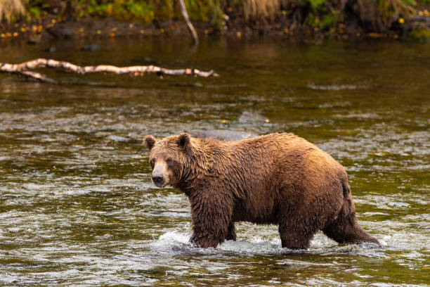 istock Grizzly Bear in Katmai National Park, Alaska 1287083360