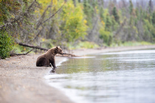 медведь гризли в национальном парке катмай, аляска - brown bear alaska katmai national park animal стоковые фото и изображения