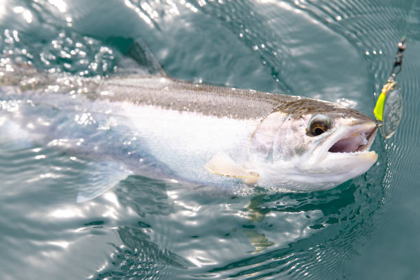 рыбалка лосося на реке аляска - catch of fish water river salmon стоковые фото и изображения