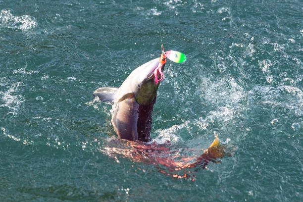 istock Salmon fishing on an Alaskan river 1287083626