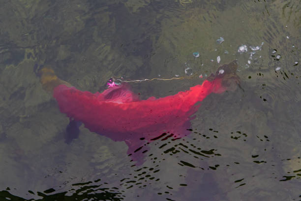 рыбалка лосося на реке аляска - catch of fish water river salmon стоковые фото и изображения