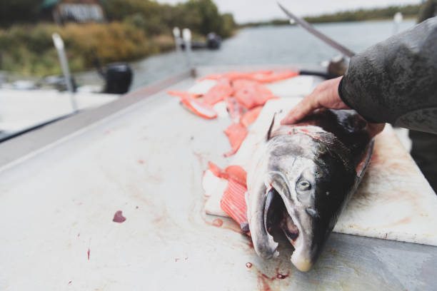 istock Cutting a fillet from a fresh caught Coho Salmon 1287083740