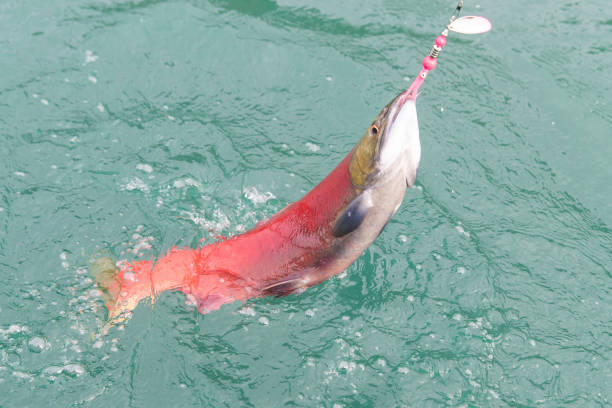 istock Catching salmon fish on river in Alaska 1287083751