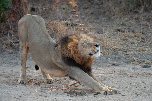 istock Mature Male Lion in the Wild 1287083818
