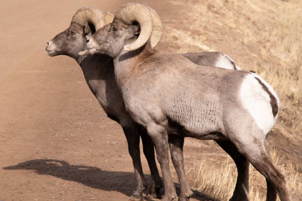 istock Big Horn Sheep in Waterton Canyon Colorado 1287085076