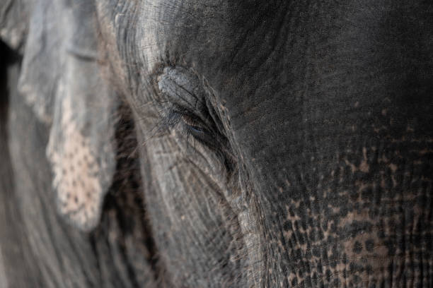 istock Sadness wildlife elephant animal eye abstract background. 1287085341