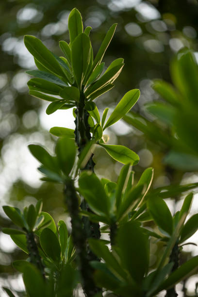 istock Shaded of green leaf against with light make an incredible impact abstract shape. 1287085352