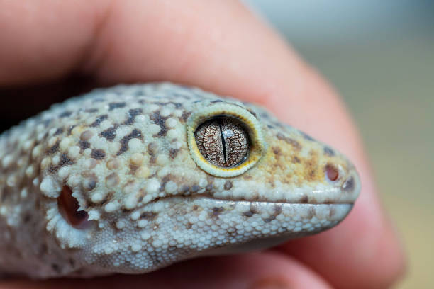 istock Macro of Leopard Gecko or Eublepharis head in hand. Reptile wallpaper, background, poster. 1287085557