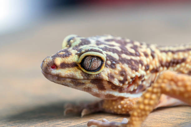 istock Macro of Leopard Gecko or Eublepharis head on wooden surface. 1287085569