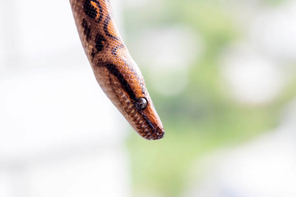 istock Brown and black snake head on blurred background. Macro, close up. Reptile background. 1287085571