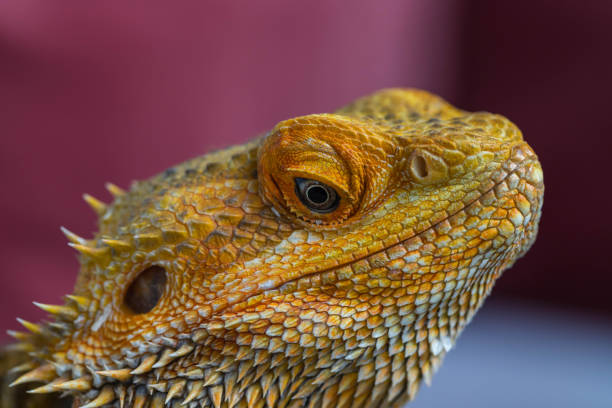 istock Bearded dragon head on blurred background. Pogona vitticeps. 1287085586