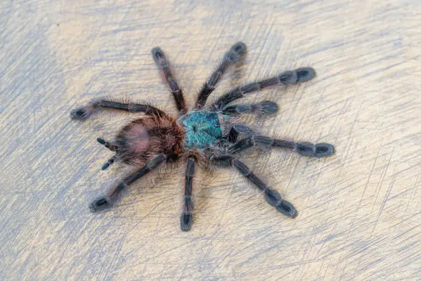 Photo of Avicularia versicolor spider standing on wooden background