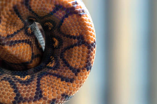 python enrolado em uma bola em fundo desfocado. textura de cobra, fundo, macro. - belt fashion animal print snake - fotografias e filmes do acervo