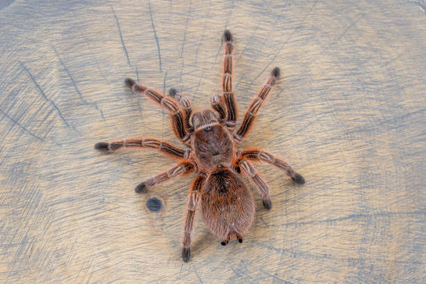 Grammostola rosea red on wood slice looking like a web. Top view, close up, poster, wallpaper