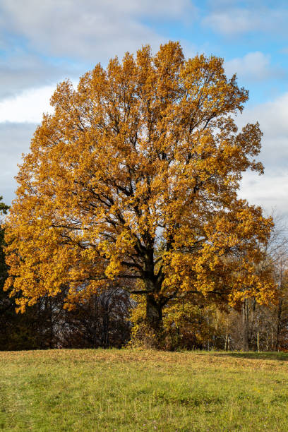 istock Oak tree with golden autumn foliage in sunny  day 1287086212