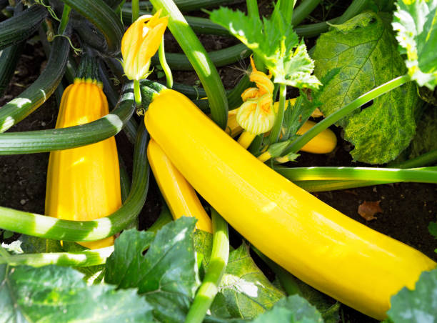 istock Zucchini plant.  Zucchini with flower and fruit in field. 1287086445