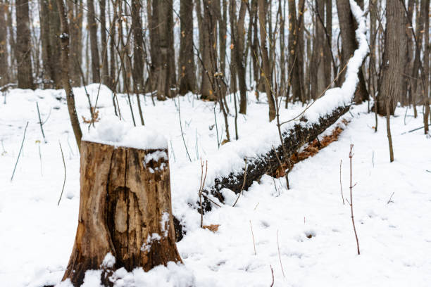 istock Fallen snow-covered tree. First snow. Winter forest. Landscape. 1287087206